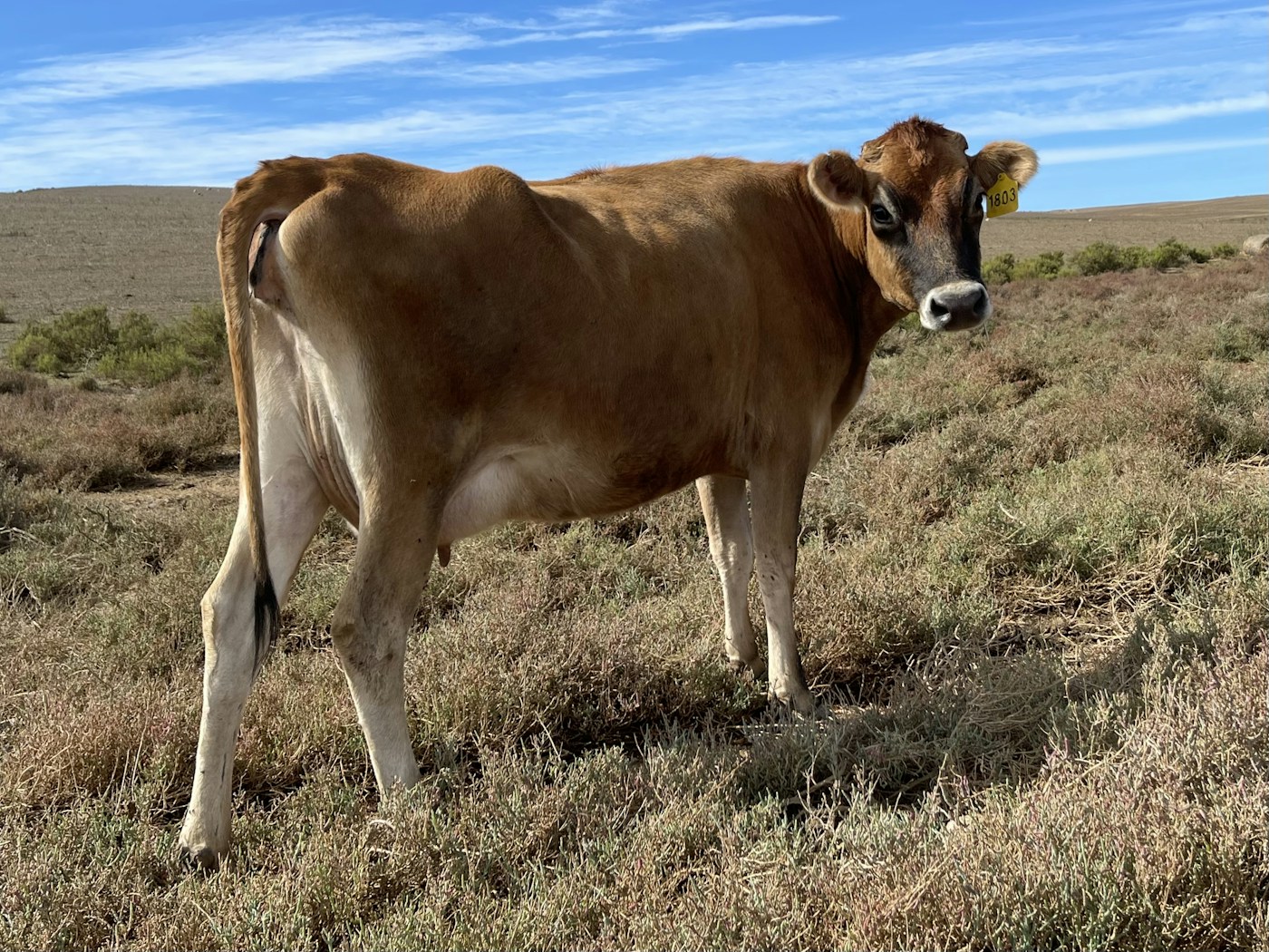 Dairy cow in agricultural grazing land in South Africa