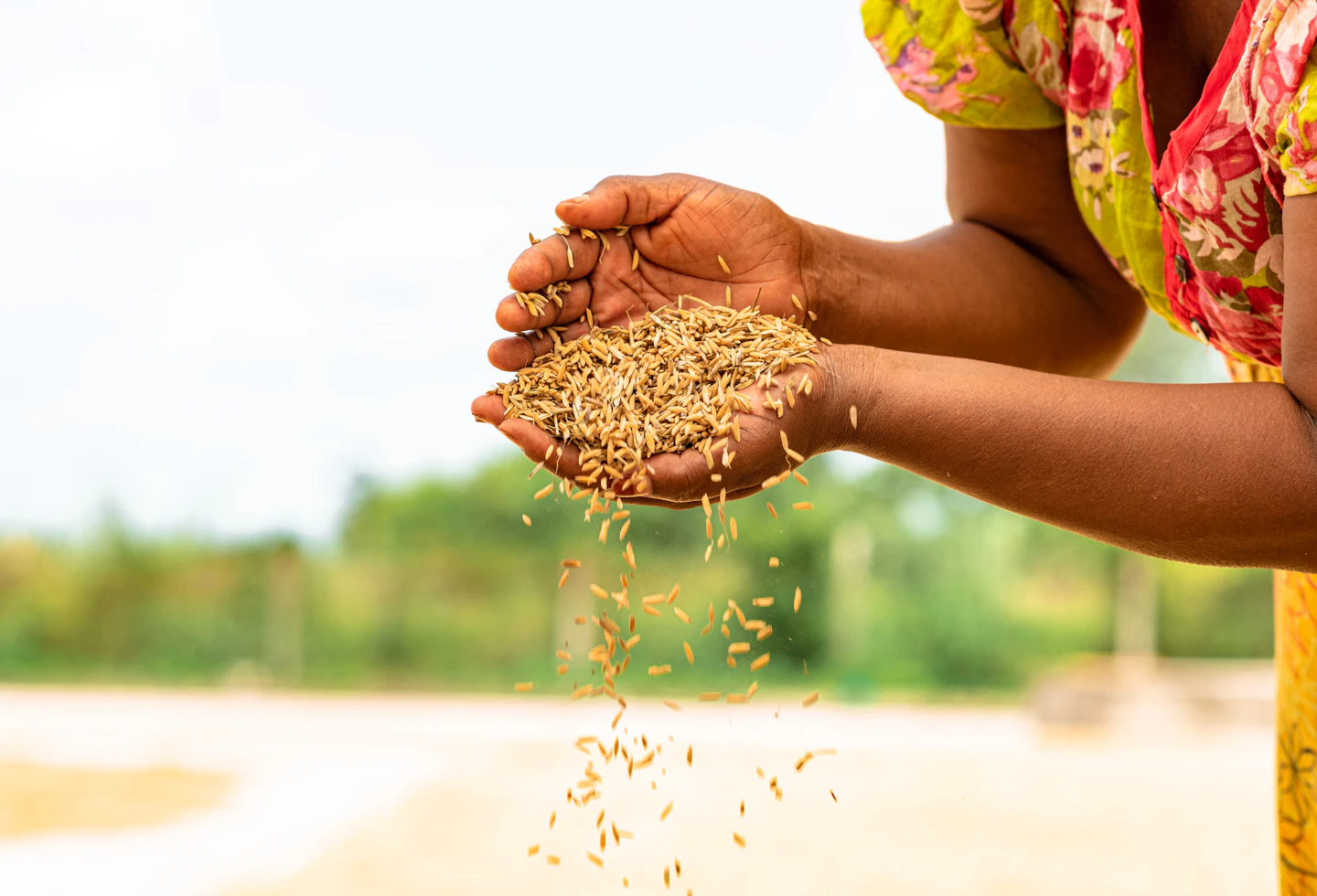 African woman holding harvested rice grains in Mbeya, Tanzania
