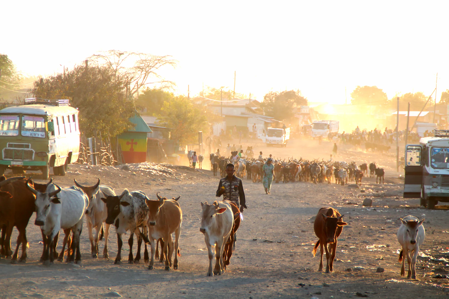 Herd of cattle walking along a road in Ethiopia