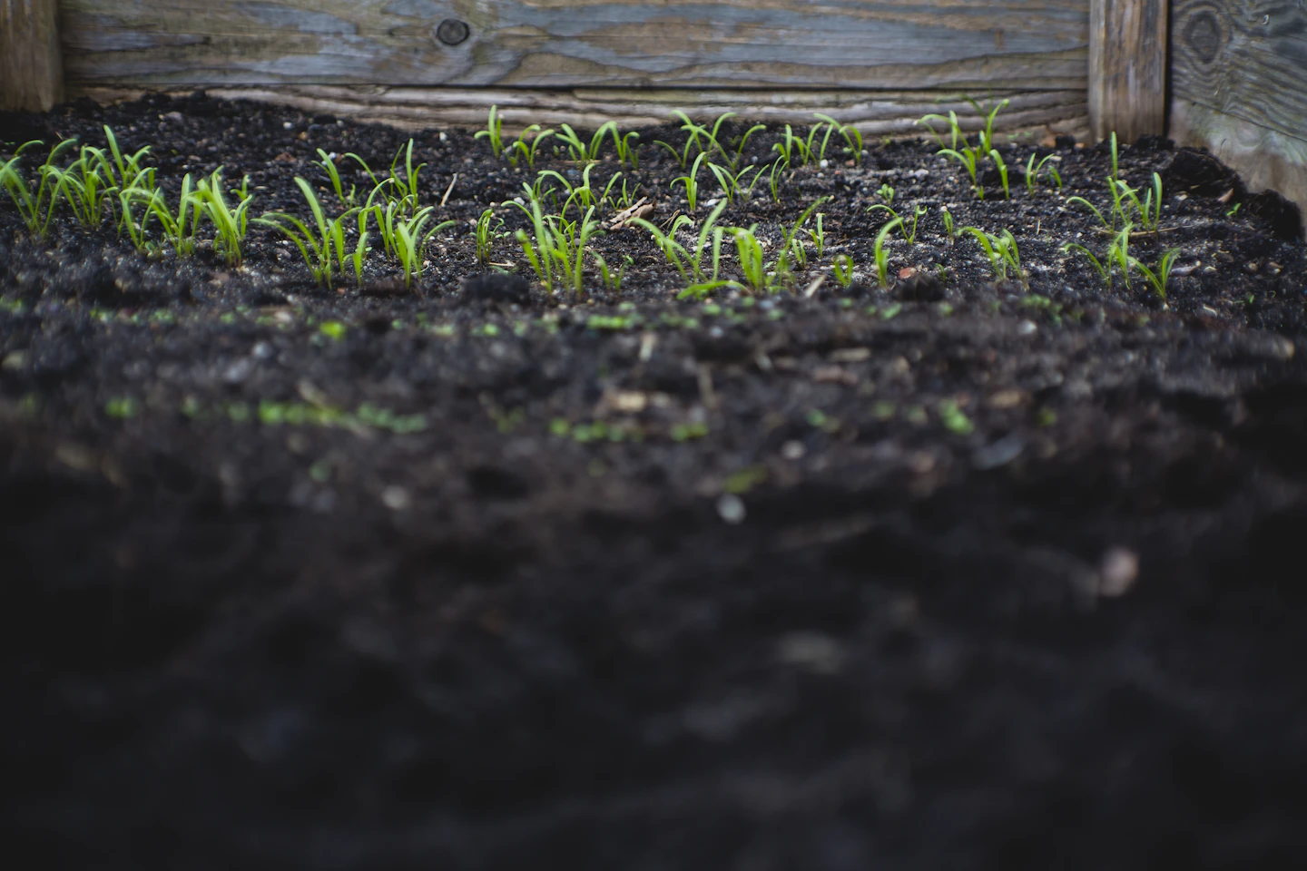 Young crop seedlings emerging from dark soil